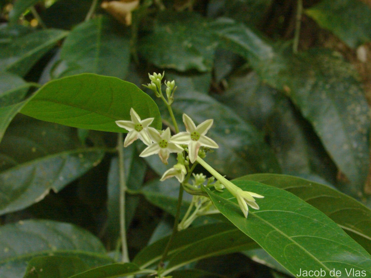 Cestrum nocturnum L.